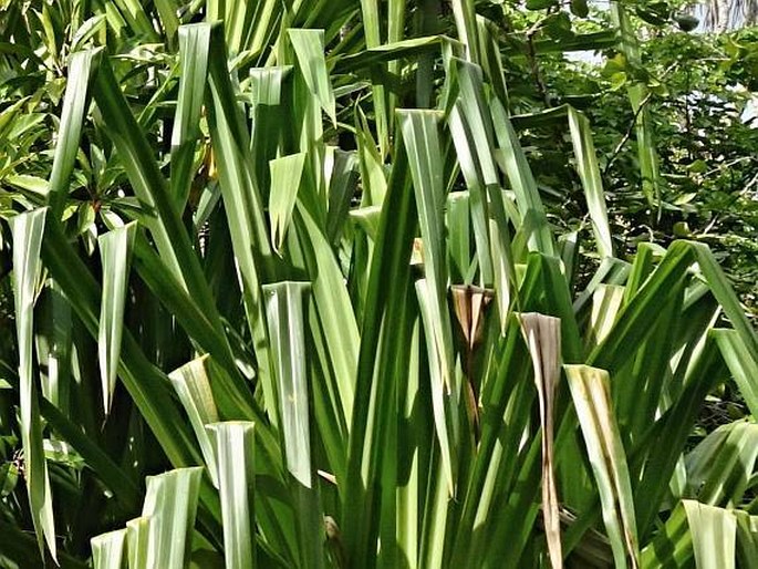 Pandanus kanehirae