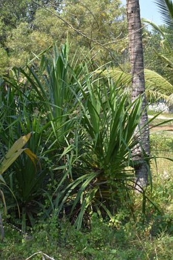 Pandanus canaranus