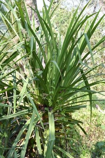 Pandanus unipapillatus