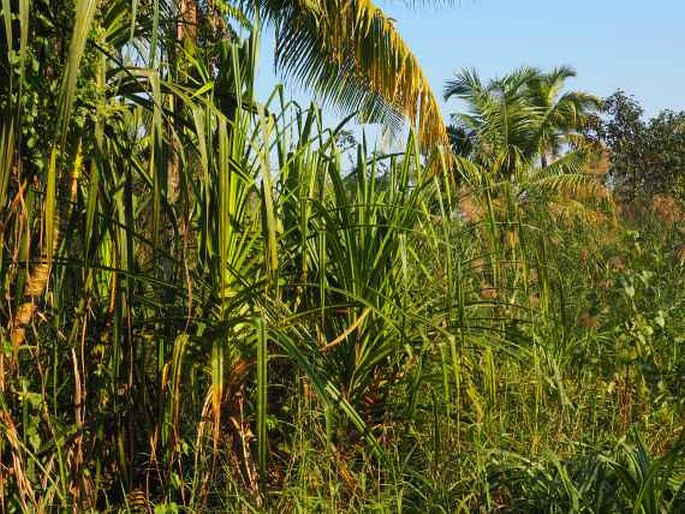 Pandanus canaranus