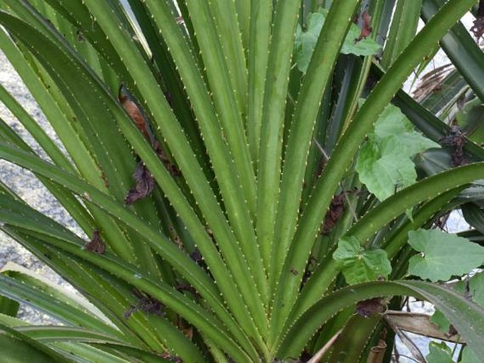 Pandanus canaranus