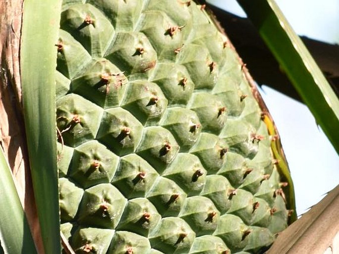 Pandanus canaranus