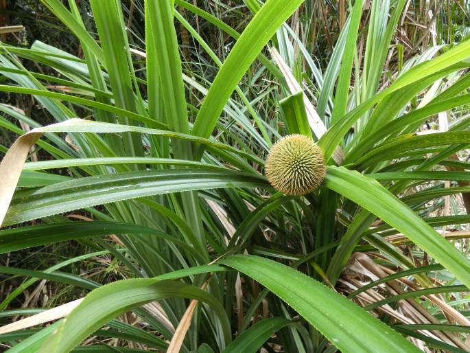 Pandanus monticola