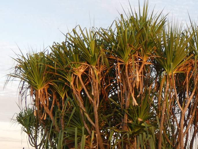 Pandanus aquaticus