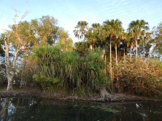 Pandanus aquaticus