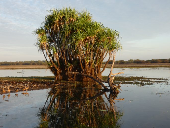 Pandanus aquaticus