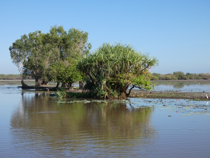 Pandanus aquaticus