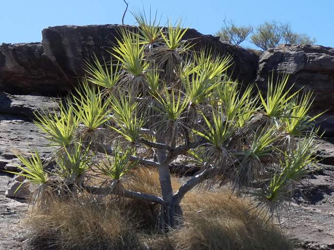 Pandanus basedowii