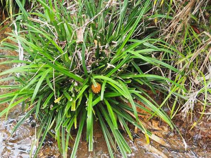 PANDANUS RECLINATUS Martelli – pandán