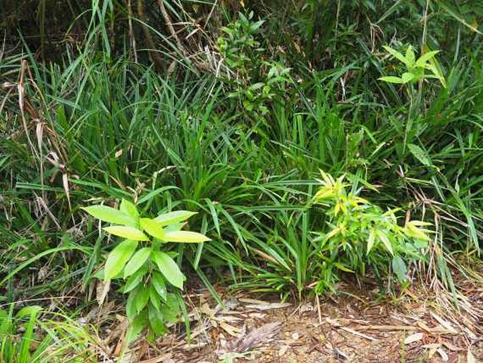 Pandanus reclinatus