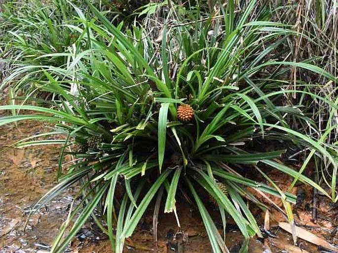 Pandanus reclinatus