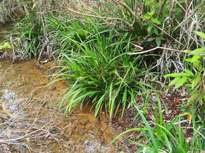 Pandanus reclinatus