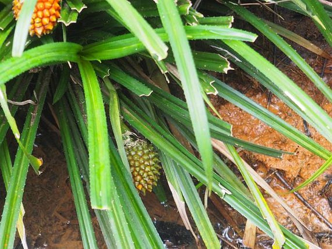 Pandanus reclinatus