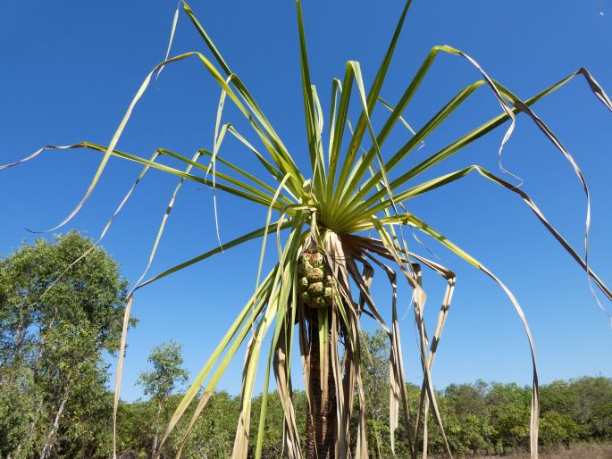 Pandanus spiralis