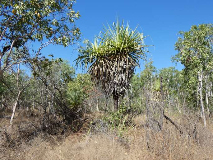 Pandanus spiralis