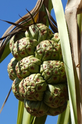 Pandanus spiralis