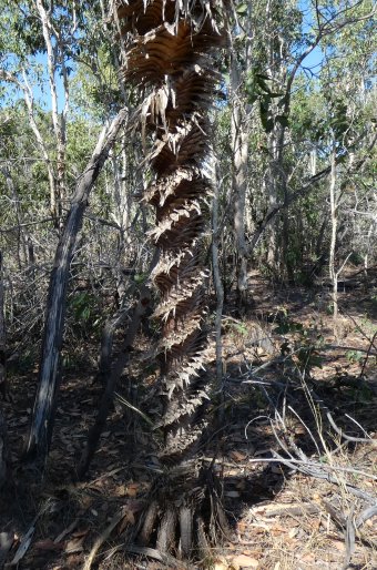 Pandanus spiralis