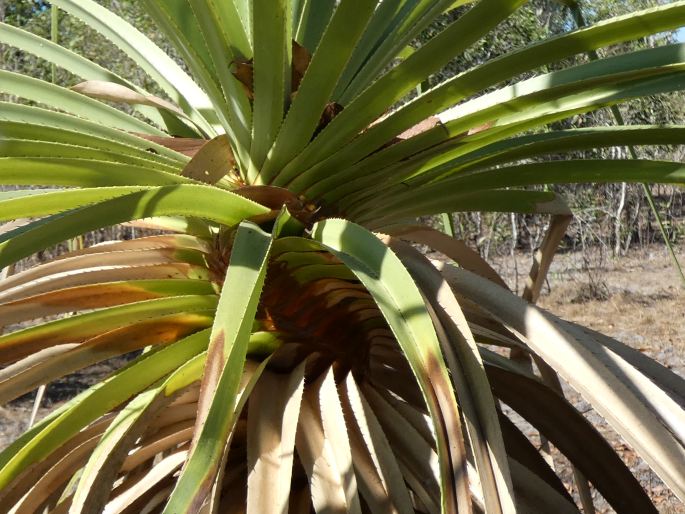 Pandanus spiralis