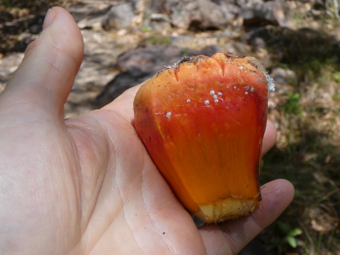 Pandanus spiralis