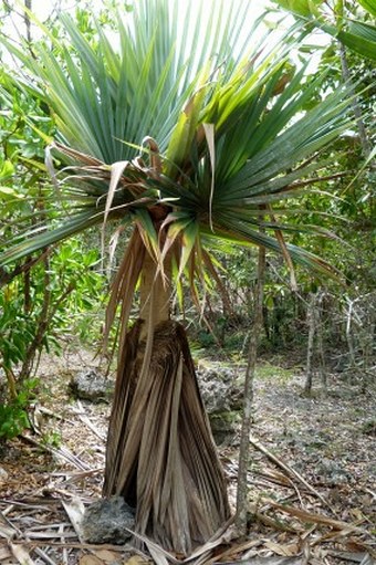 Pandanus vandermeeschii