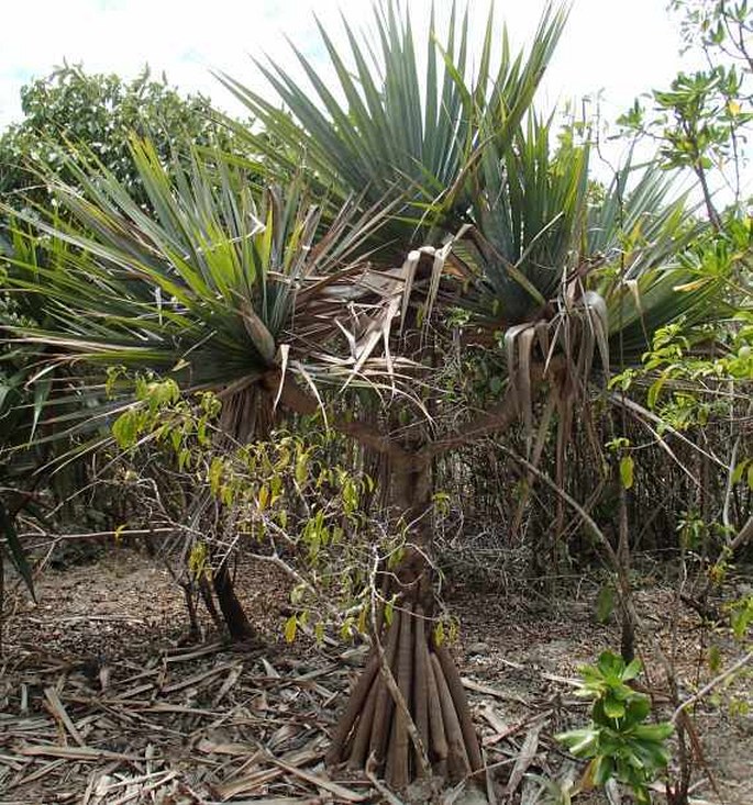 Pandanus vandermeeschii