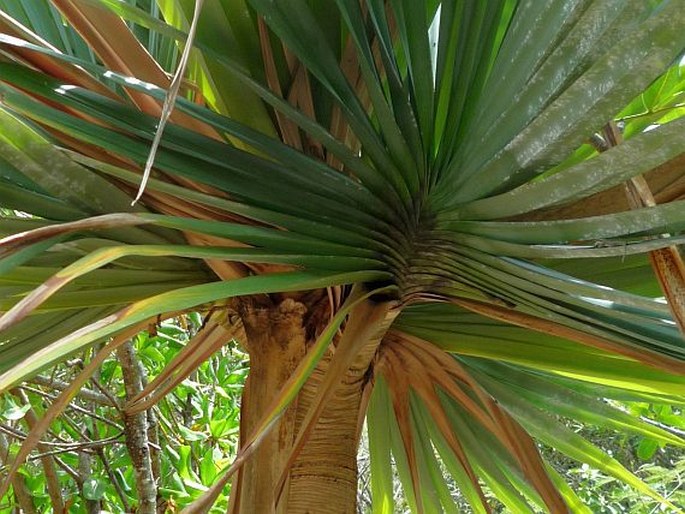 Pandanus vandermeeschii