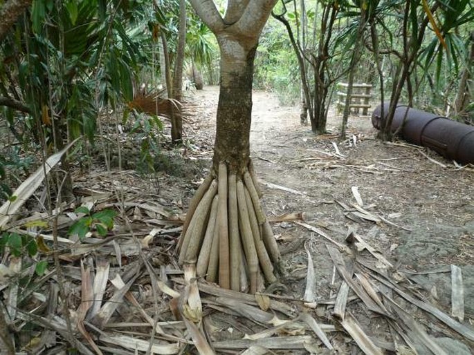 Pandanus vandermeeschii