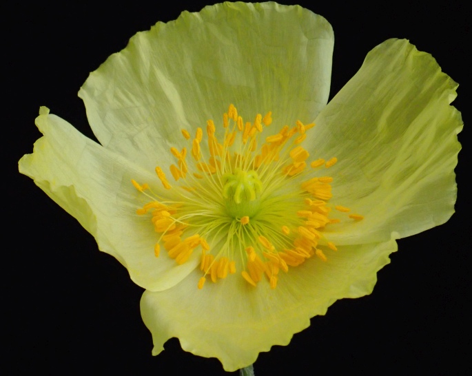 Papaver croceum