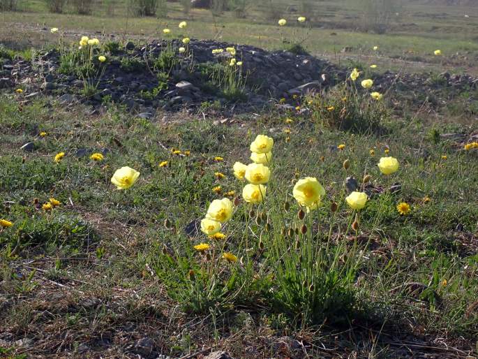 Papaver croceum