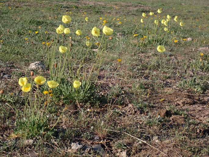 Papaver croceum