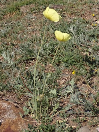 Papaver croceum