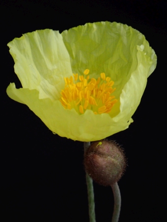 Papaver croceum