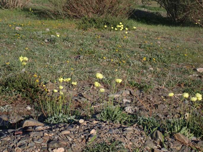 Papaver croceum