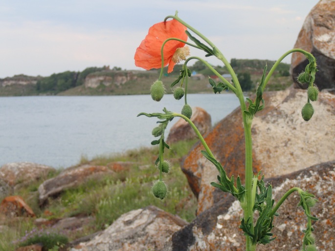 Papaver fugax