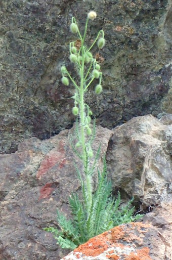 Papaver fugax