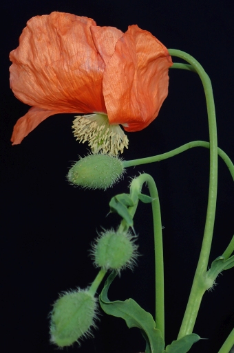 Papaver fugax