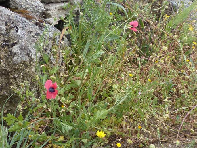 Papaver hybridum