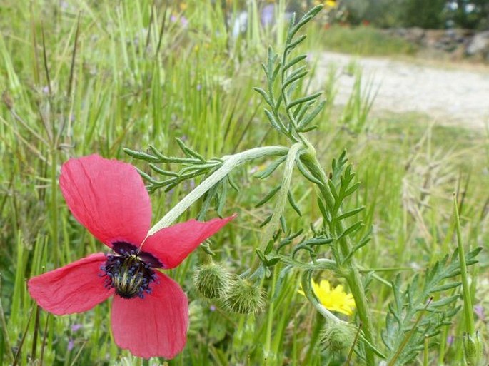 Papaver hybridum