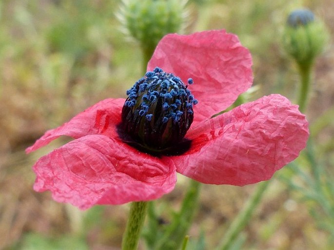 Papaver hybridum