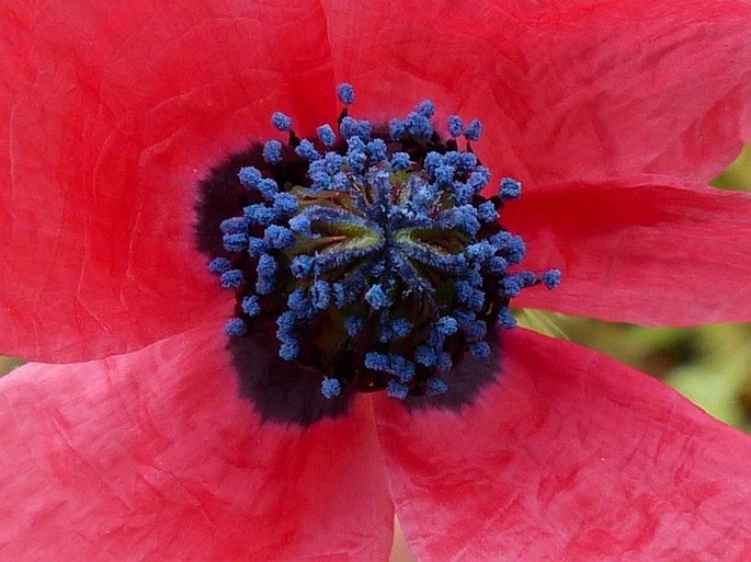 Papaver hybridum