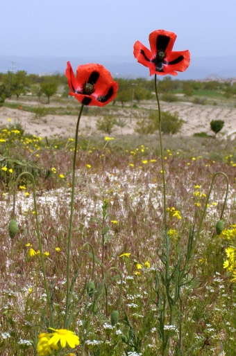 Papaver lacerum