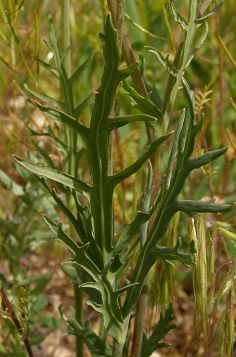 Papaver lacerum