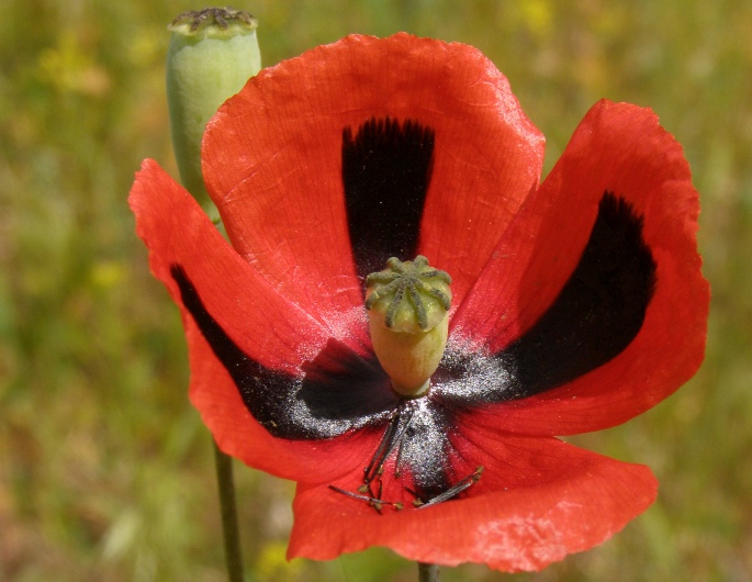 Papaver lacerum