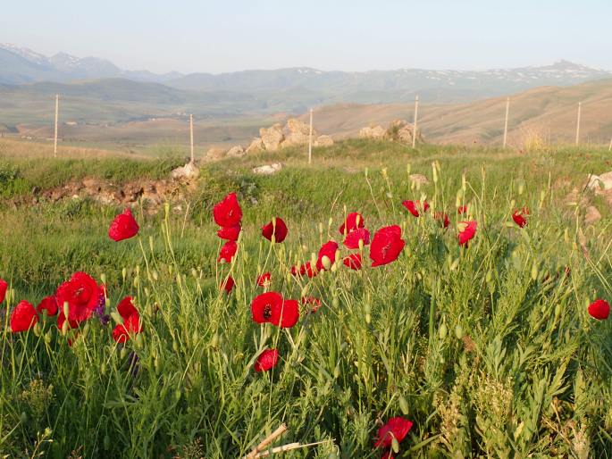 Papaver macrostomum