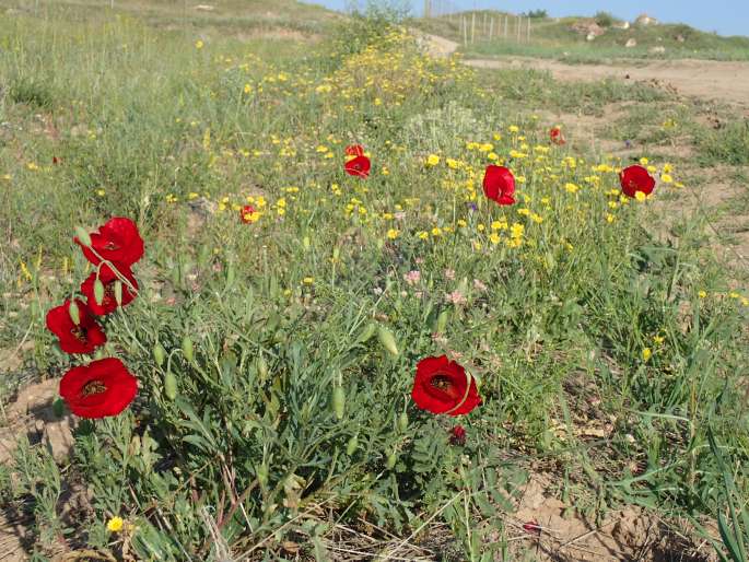 Papaver macrostomum