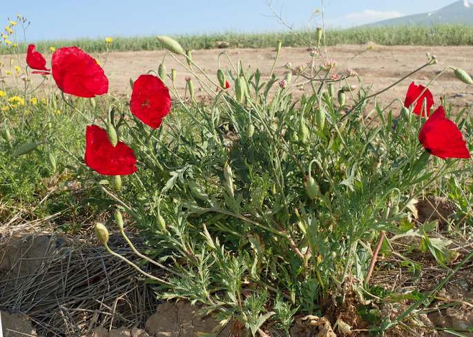 Papaver macrostomum