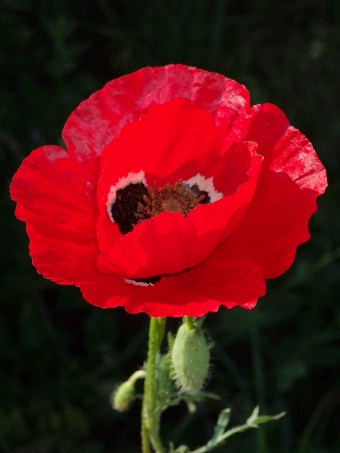 Papaver macrostomum