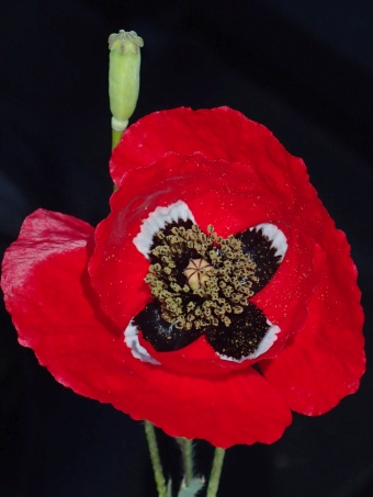 Papaver macrostomum