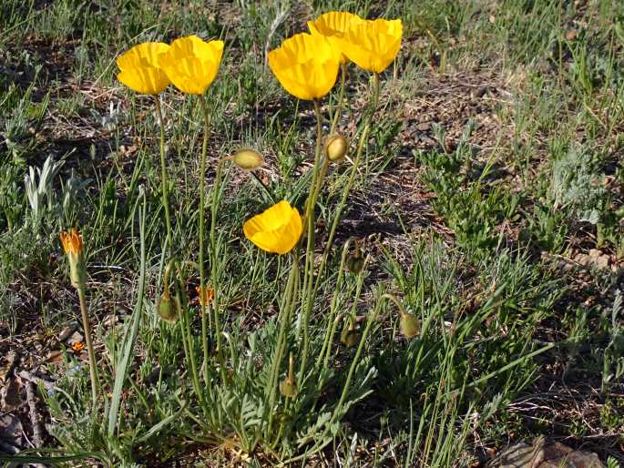 Papaver nudicaule