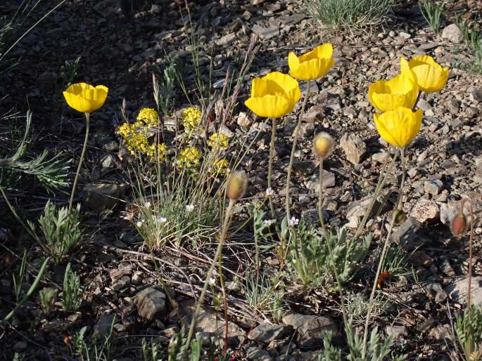 Papaver nudicaule